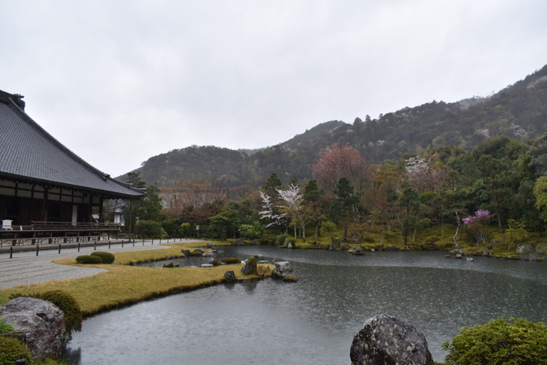 春の京都の見どころ_嵐山の名所_天龍寺の桜_曹源池庭園