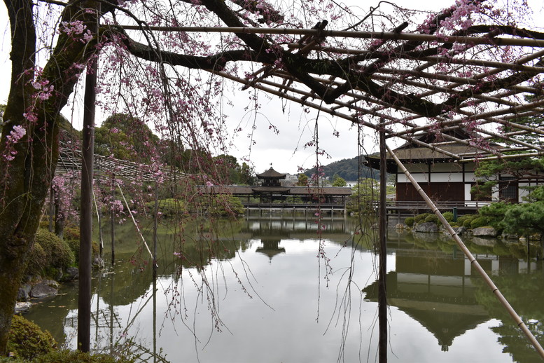 春の京都の名所観光_平安神宮神苑_東神苑の栖鳳池と泰平閣