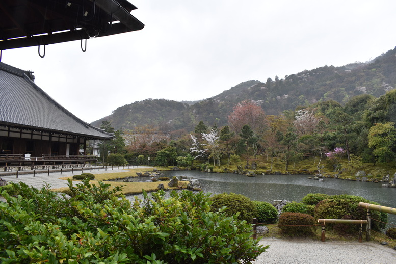 春の京都の見どころ_嵐山の名所_天龍寺の桜_曹源池庭園