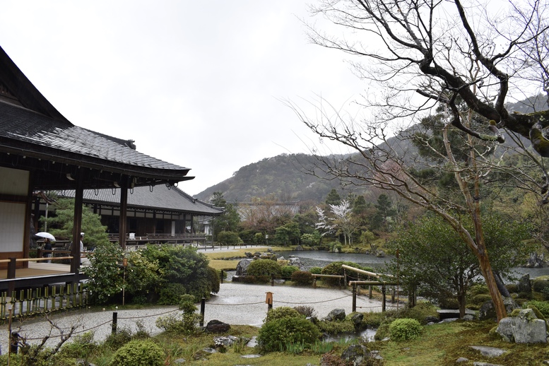 春の京都の見どころ_嵐山の名所_天龍寺の桜_曹源池庭園