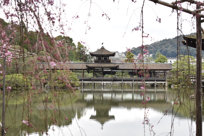 春の京都の名所観光_平安神宮神苑_東神苑の栖鳳池と泰平閣