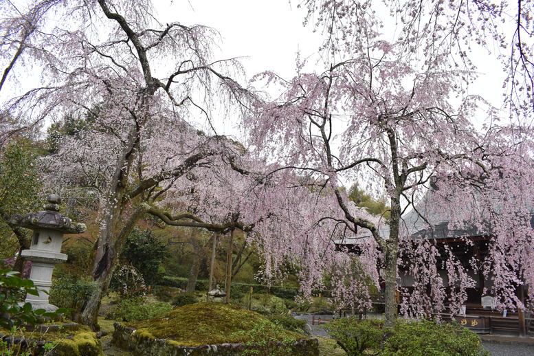 春の京都の見どころ_嵐山の名所_天龍寺の桜_百花苑の枝垂れ桜