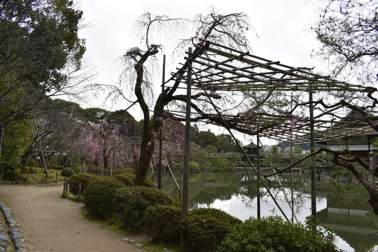 春の京都の名所観光_平安神宮神苑_東神苑の栖鳳池と泰平閣