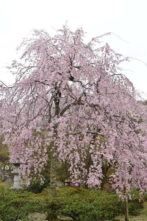 春の京都の見どころ_嵐山の名所_天龍寺の桜_百花苑の枝垂れ桜