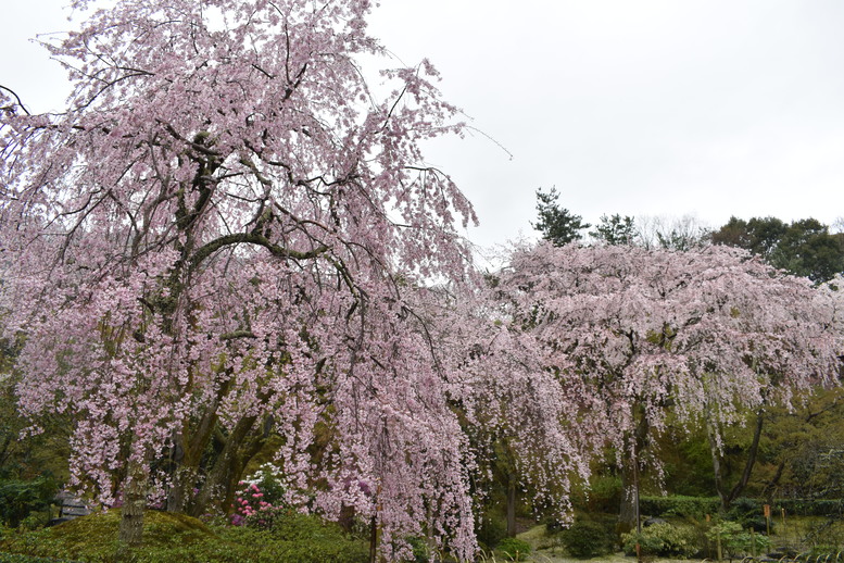 春の京都の見どころ_嵐山の名所_天龍寺の桜_百花苑の枝垂れ桜