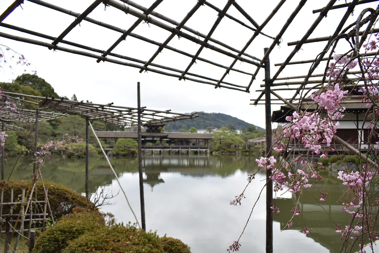 春の京都の名所観光_平安神宮神苑_東神苑の栖鳳池と泰平閣と桜