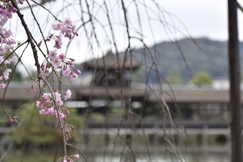 春の京都の名所観光_平安神宮神苑_東神苑の栖鳳池と泰平閣と桜