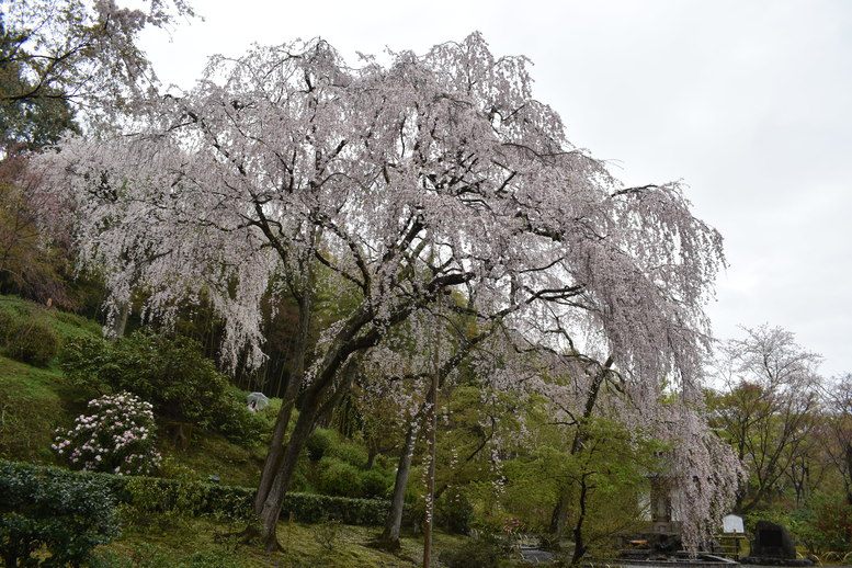 春の京都の見どころ_嵐山の名所_天龍寺の桜_百花苑の枝垂れ桜