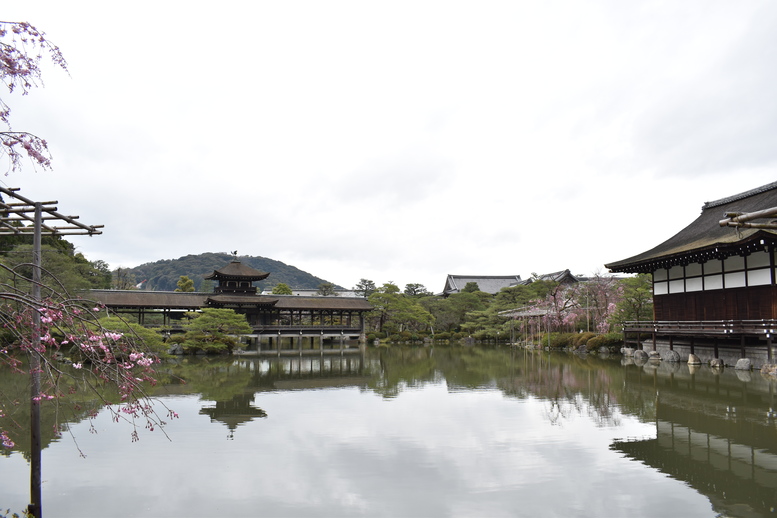 春の京都の名所観光_平安神宮神苑_東神苑の栖鳳池と泰平閣と桜