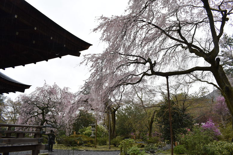 春の京都の見どころ_嵐山の名所_天龍寺の桜_百花苑の枝垂れ桜