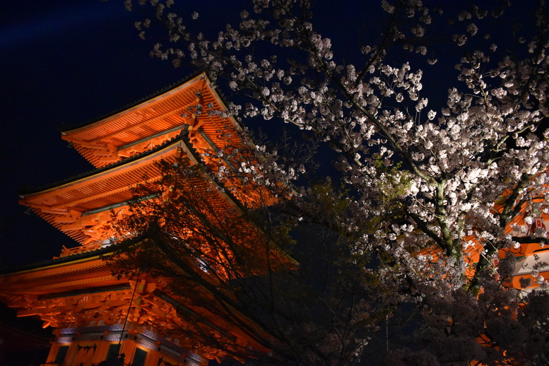 春の京都の名所観光_清水寺の三重塔とライトアップ夜桜