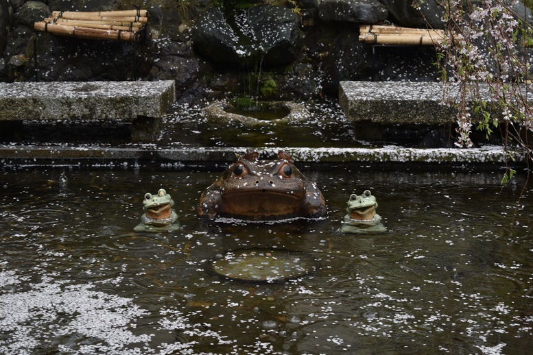 春の京都の見どころ_嵐山の名所_天龍寺の桜_百花苑のカエルと桜吹雪