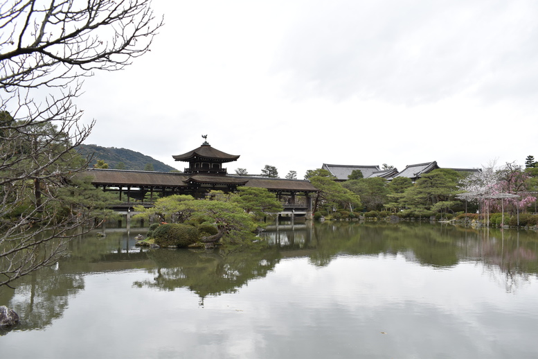 春の京都の名所観光_平安神宮神苑_東神苑の栖鳳池と泰平閣と桜