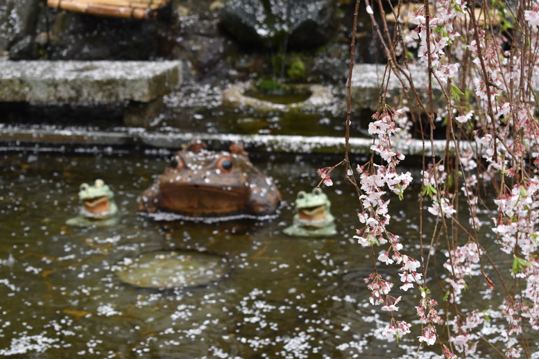 春の京都の見どころ_嵐山の名所_天龍寺の桜_百花苑のカエルと桜吹雪