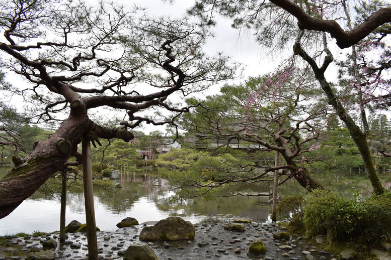 春の京都の名所観光_平安神宮神苑_東神苑の栖鳳池_中国の庭園風