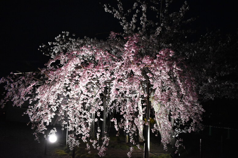 春の京都の名所観光_清水寺とライトアップ夜桜