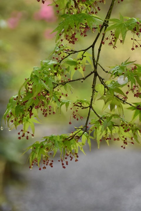 春の京都の見どころ_嵐山の名所_天龍寺の桜_百花苑の草木と花々