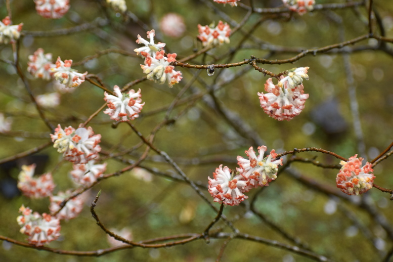 春の京都の見どころ_嵐山の名所_天龍寺の桜_百花苑の三椏