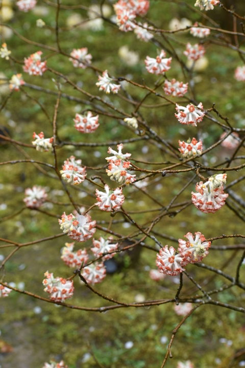 春の京都の見どころ_嵐山の名所_天龍寺の桜_百花苑の三椏