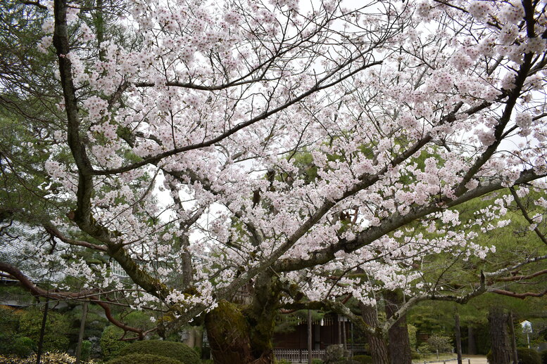 春の京都の名所観光_平安神宮神苑_東神苑の栖鳳池と桜