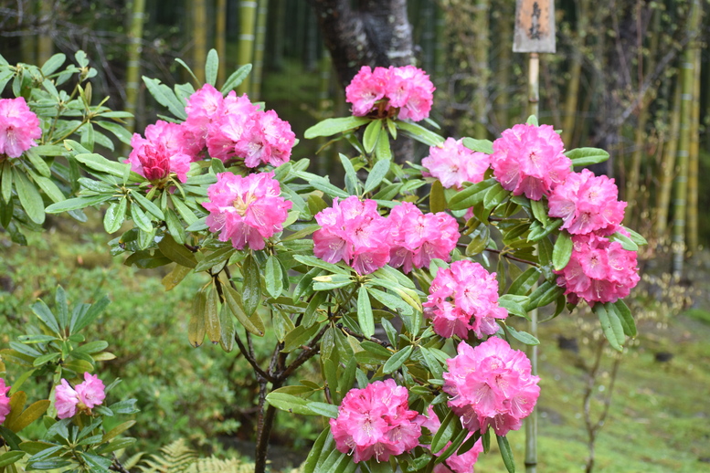 春の京都の見どころ_嵐山の名所_天龍寺の桜_百花苑の黐躑躅・花車