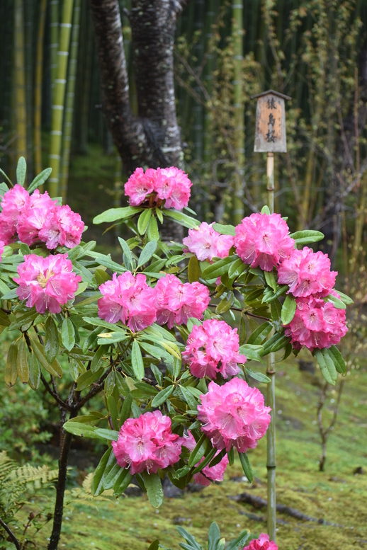 春の京都の見どころ_嵐山の名所_天龍寺の桜_百花苑の黐躑躅・花車