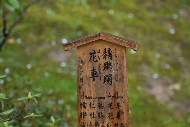 春の京都の見どころ_嵐山の名所_天龍寺の桜_百花苑の黐躑躅・花車