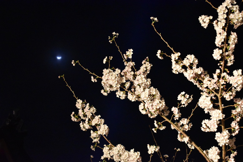 春の京都の名所観光_清水寺とライトアップ夜桜と月