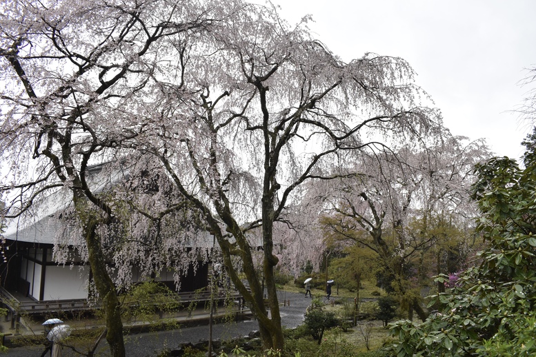 春の京都の見どころ_嵐山の名所_天龍寺の桜_百花苑の枝垂れ桜