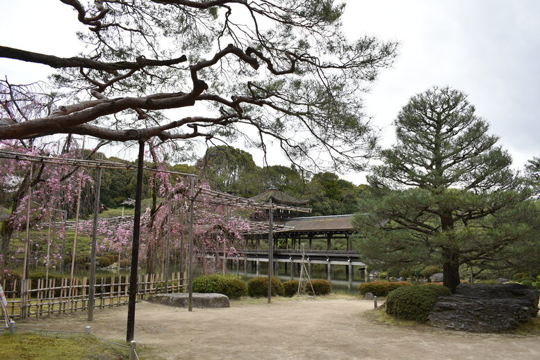 春の京都の名所観光_平安神宮神苑_東神苑の栖鳳池と泰平閣と桜