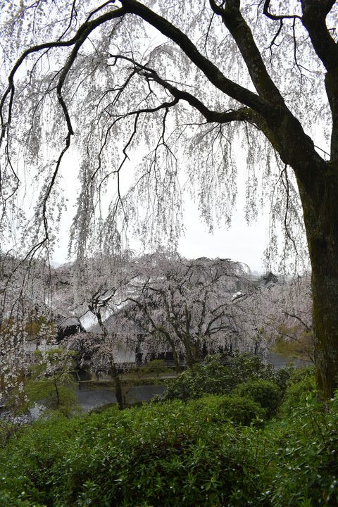春の京都の見どころ_嵐山の名所_天龍寺の桜_百花苑の枝垂れ桜