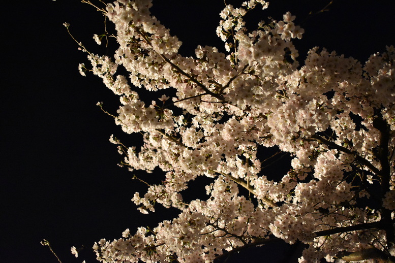 春の京都の名所観光_清水寺とライトアップ夜桜と月