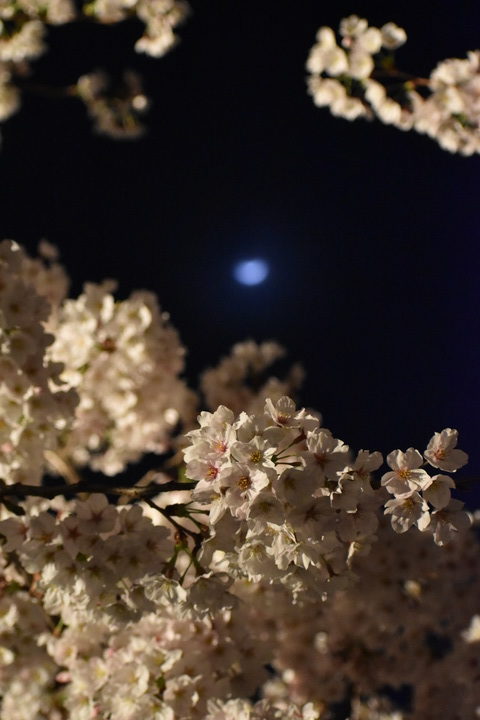 春の京都の名所観光_清水寺とライトアップ夜桜と月