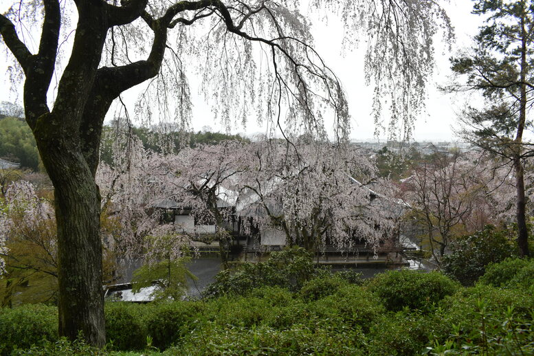 春の京都の見どころ_嵐山の名所_天龍寺の桜_百花苑の枝垂れ桜