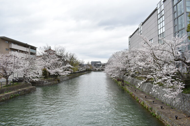 春の京都の名所観光_岡崎疏水と桜並木