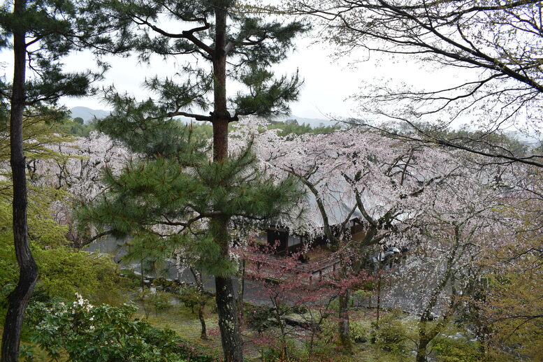 春の京都の見どころ_嵐山の名所_天龍寺の桜_百花苑の枝垂れ桜