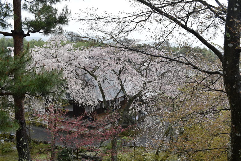 春の京都の見どころ_嵐山の名所_天龍寺の桜_百花苑の枝垂れ桜