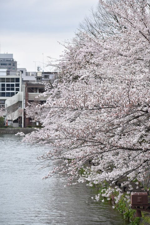 春の京都の名所観光_岡崎疏水と桜並木