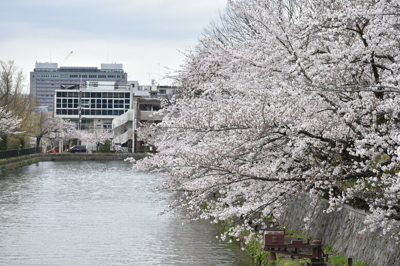 春の京都の名所観光_岡崎疏水と桜並木