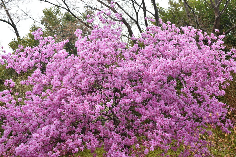 春の京都の見どころ_嵐山の名所_天龍寺の桜_百花苑の花々