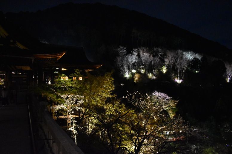 春の京都の名所観光_清水寺とライトアップ夜桜