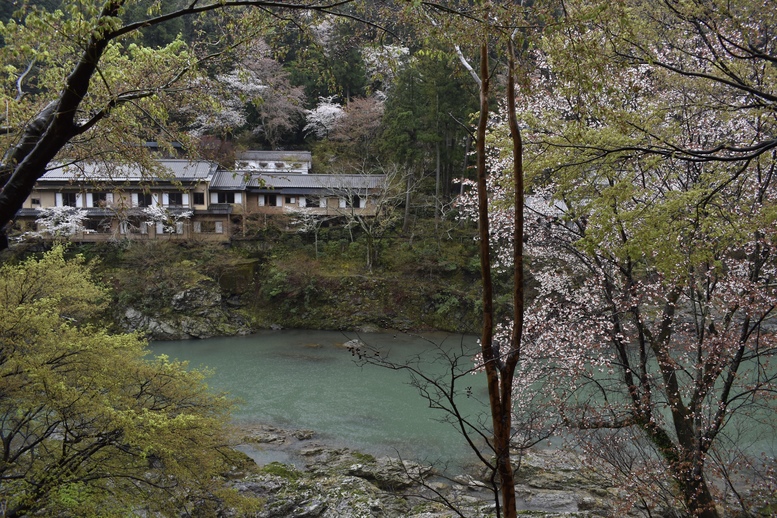 春の京都の見どころ_嵐山の名所_嵯峨野トロッコ列車と桜観光