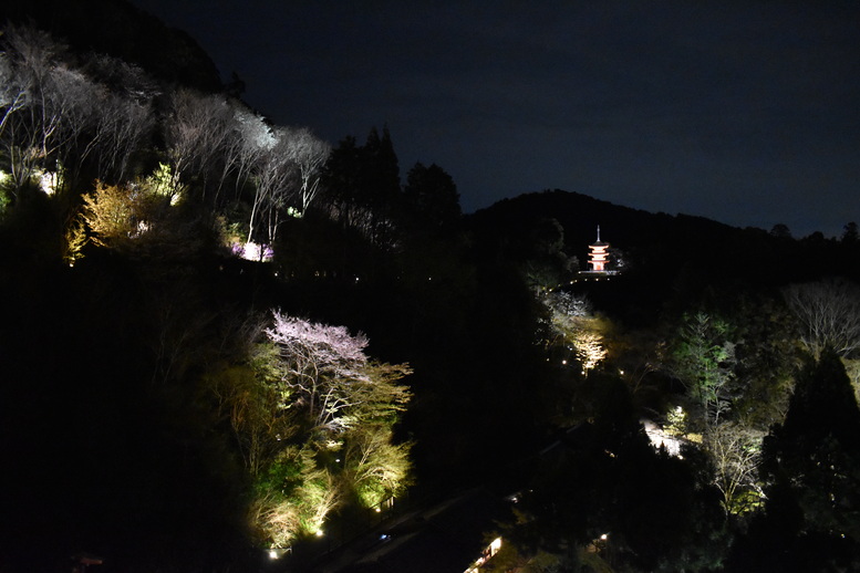 春の京都の名所観光_清水寺とライトアップ夜桜