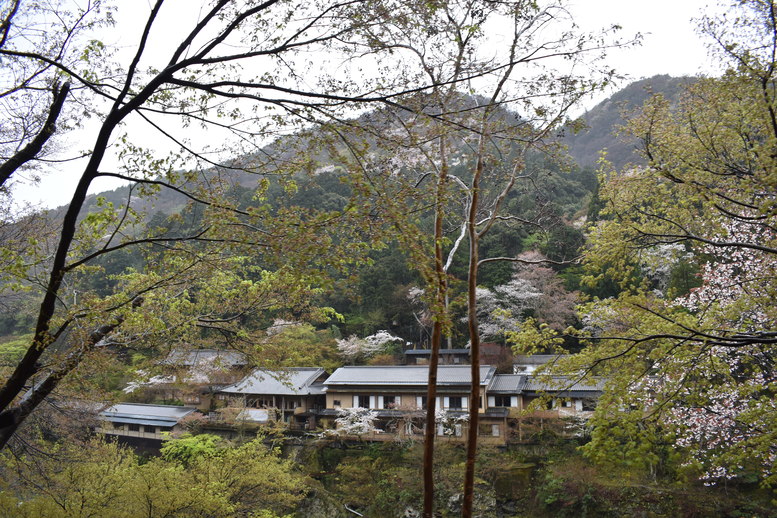 春の京都の見どころ_嵐山の名所_嵯峨野トロッコ列車と桜観光