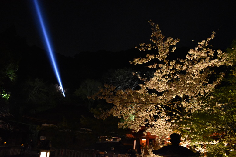 春の京都の名所観光_清水寺とライトアップ夜桜