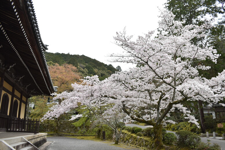 春の京都の名所観光_南禅寺_法堂と桜と境内