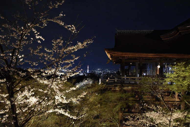 春の京都の名所観光_清水寺とライトアップ夜桜