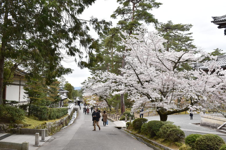 春の京都の名所観光_南禅寺_境内と桜