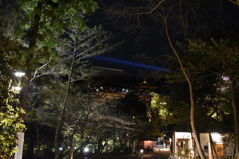 春の京都の名所観光_清水寺とライトアップ夜桜