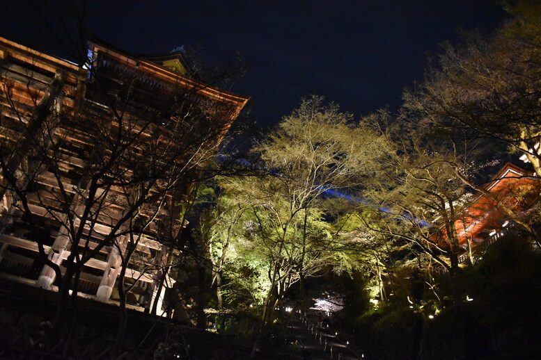 春の京都の名所観光_清水寺とライトアップ夜桜